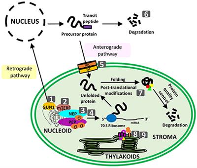 Editorial: Plastid Proteostasis: Relevance of Transcription, Translation, and Post-translational Modifications